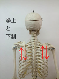 挙上:肩を挙げる動き/下制:肩を下げる動き