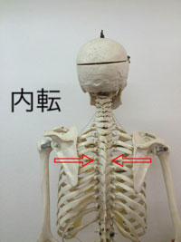 内転:腕を引き寄せる動き(胸を張る)