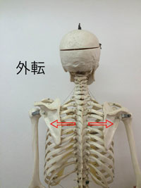 外転: 腕を押し出す動き(背中を開く)