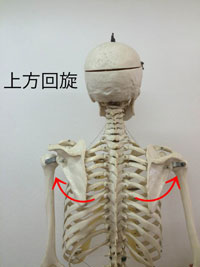 上方回旋:上腕を上に挙げる動き