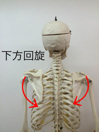 下方回旋:上腕を下げる動き